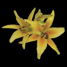 Lily - Asiatic - Yellow (3+ blooms)